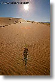 california, death valley, eureka, eureka dunes, national parks, shrubs, vertical, west coast, western usa, photograph