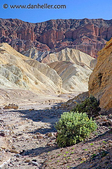 golden-canyon-bush.jpg