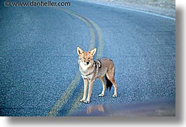 california, coyote, death valley, horizontal, national parks, slow exposure, west coast, western usa, photograph