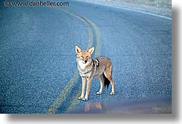 california, coyote, death valley, horizontal, national parks, slow exposure, west coast, western usa, photograph