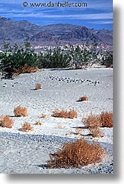 california, death valley, national parks, shrubs, vertical, west coast, western usa, photograph