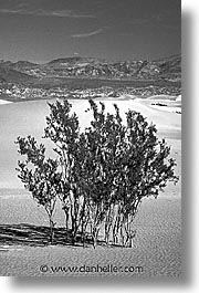 black and white, california, death valley, national parks, trees, vertical, west coast, western usa, photograph