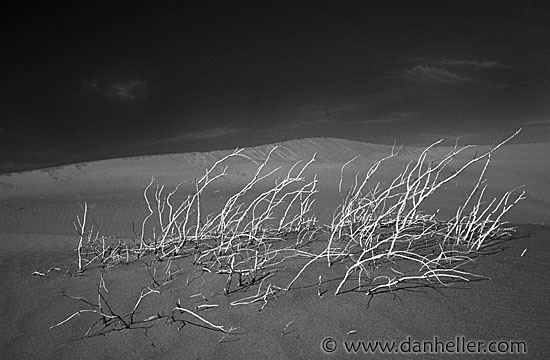 dv-weeds-bw.jpg