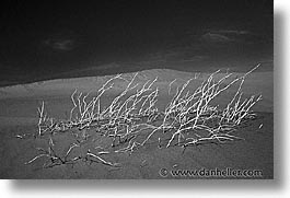 black and white, california, death valley, horizontal, national parks, weeds, west coast, western usa, photograph