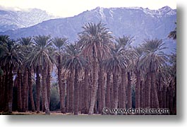 california, death valley, horizontal, national parks, palms, west coast, western usa, photograph
