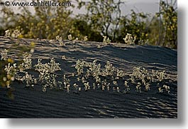 california, death valley, horizontal, national parks, sand, weeds, west coast, western usa, photograph