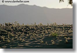 california, death valley, horizontal, national parks, sand, weeds, west coast, western usa, photograph