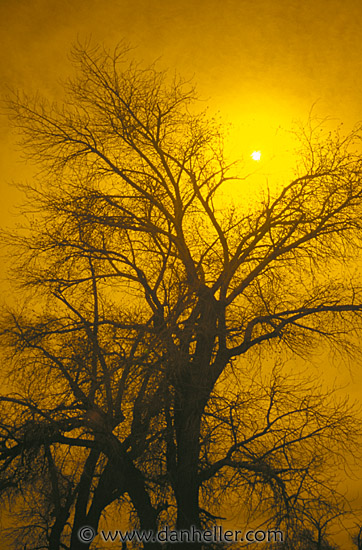 sunset-tree.jpg