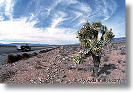 california, christmas, death valley, horizontal, national parks, trees, west coast, western usa, photograph