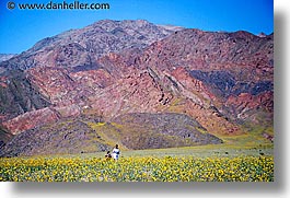 california, death valley, horizontal, landscapes, national parks, people, west coast, western usa, wildflowers, photograph