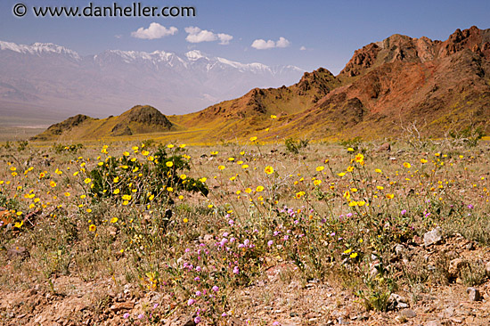 dv-wildflowers-01.jpg