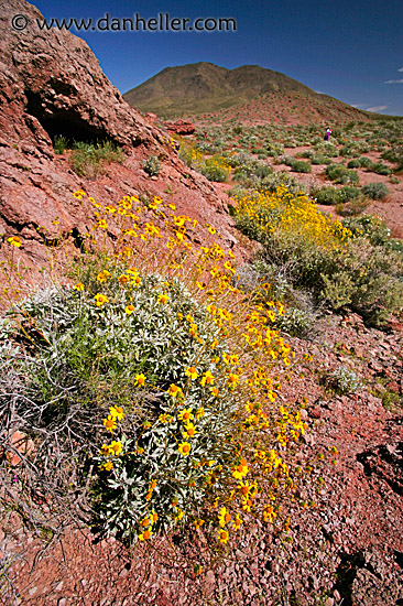 dv-wildflowers-05.jpg