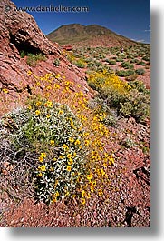 california, death valley, landscapes, national parks, vertical, west coast, western usa, wildflowers, photograph