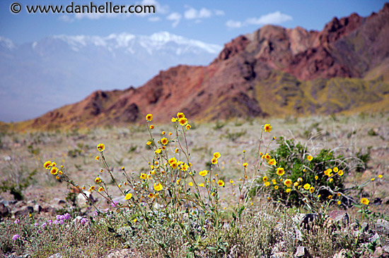 dv-wildflowers-08.jpg