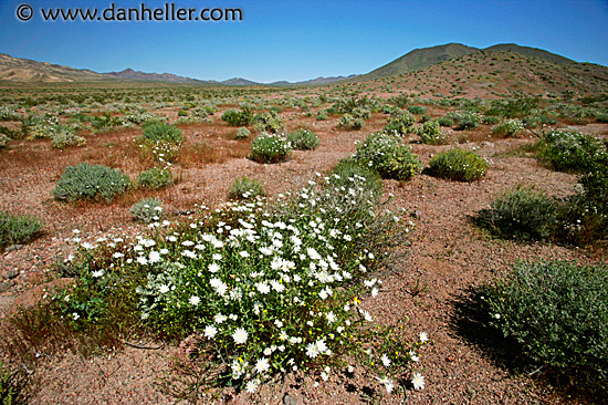 dv-wildflowers-09.jpg