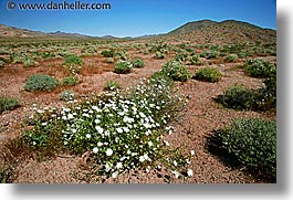 california, death valley, horizontal, landscapes, national parks, west coast, western usa, wildflowers, photograph