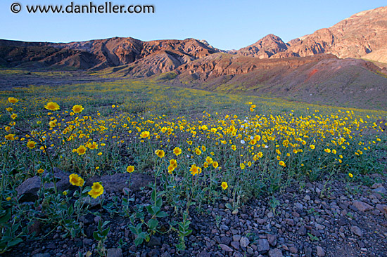 dv-wildflowers-11.jpg