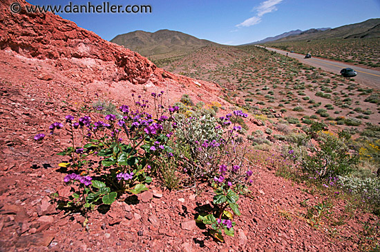 dv-wildflowers-6d.jpg