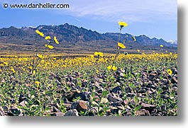 california, death valley, horizontal, landscapes, national parks, west coast, western usa, wildflowers, photograph