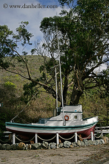 boat-n-tree-01.jpg