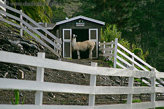 llama-n-white-fence-02.jpg