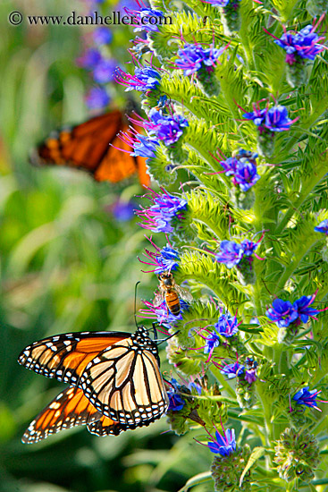 monarch-butterflies-on-flower-01.jpg