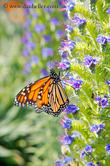 monarch-butterflies-on-flower-02.jpg