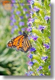 butterflies, california, flowers, gorda, monarch, vertical, west coast, western usa, photograph