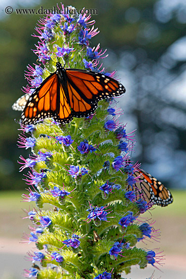 monarch-butterflies-on-flower-03.jpg