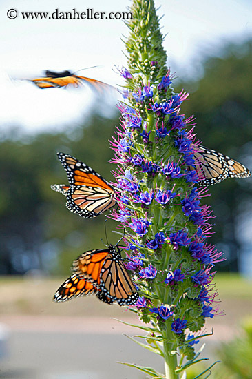monarch-butterflies-on-flower-04.jpg