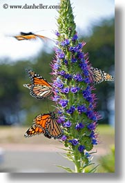 butterflies, california, flowers, gorda, monarch, vertical, west coast, western usa, photograph