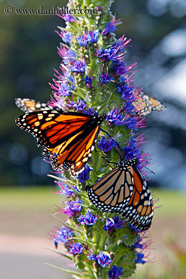 monarch-butterflies-on-flower-05.jpg