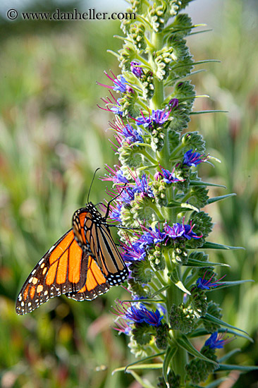 monarch-butterflies-on-flower-06.jpg