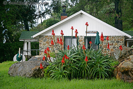 red-flower-cactus-n-house.jpg