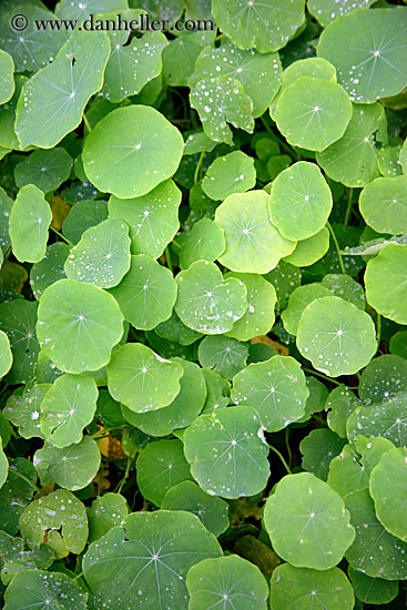 water-droplets-on-leaves-01.jpg