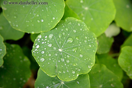 water-droplets-on-leaves-03.jpg