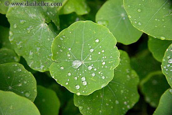 water-droplets-on-leaves-04.jpg