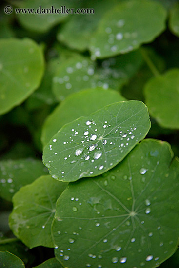 water-droplets-on-leaves-05.jpg