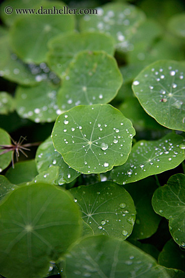 water-droplets-on-leaves-06.jpg