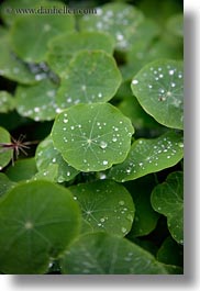 california, droplets, gorda, leaves, vertical, water, west coast, western usa, photograph