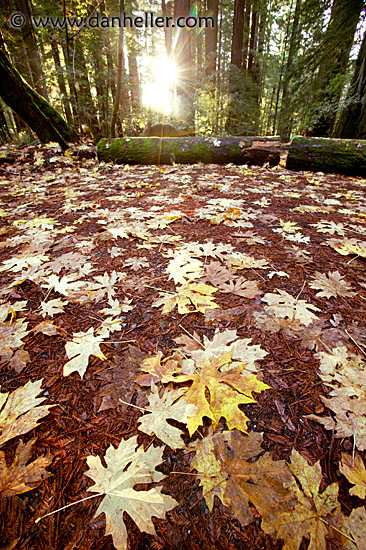 fall-leaves-1.jpg