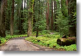 california, forests, horizontal, humboldt, redwoods, trees, west coast, western usa, woods, photograph