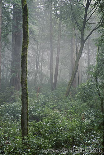 redwoods-04.jpg