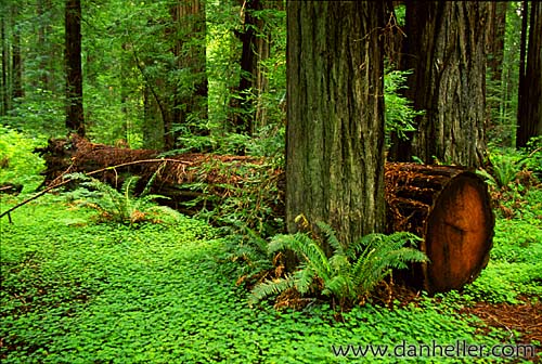 redwoods-11.jpg