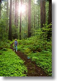 california, forests, humboldt, redwoods, trees, vertical, west coast, western usa, woods, photograph