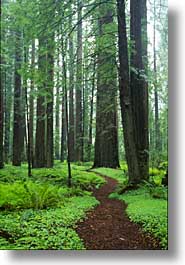 california, forests, humboldt, redwoods, trees, vertical, west coast, western usa, woods, photograph