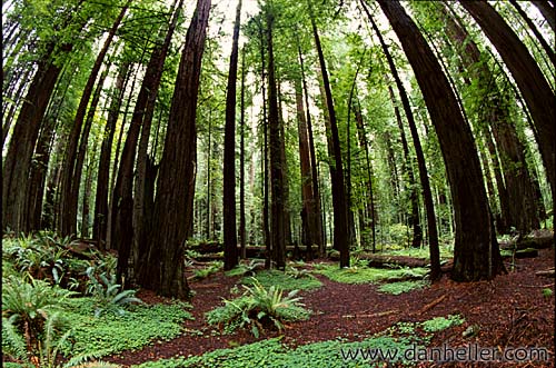 redwoods-22.jpg