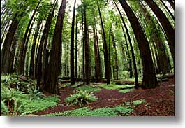 california, forests, horizontal, humboldt, redwoods, trees, west coast, western usa, woods, photograph