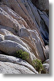 california, joshua, joshua tree, rocks, vertical, west coast, western usa, photograph