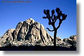 california, horizontal, joshua, joshua tree, rocks, west coast, western usa, photograph